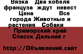  Вязка ! Два кобеля француза ,ждут  невест.. › Цена ­ 11 000 - Все города Животные и растения » Собаки   . Приморский край,Спасск-Дальний г.